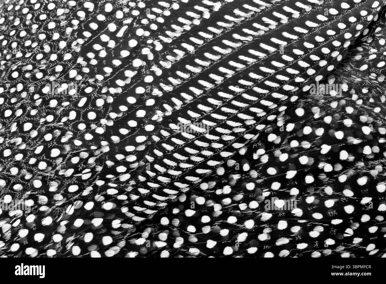 Guineafowl casqué (Numida meleagris), gros plan du plumage d'un adulte, Afrique du Sud, Mpumalanga Banque D'Images