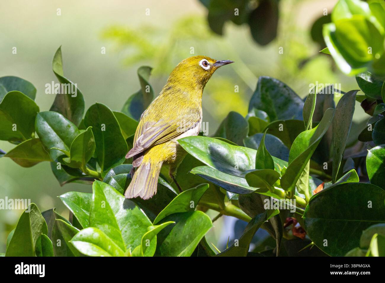 Japonais White eye (Zosterops japonicus), est assis sur un arbre et cherche de la nourriture, invasor, USA, Hawaii, Maui Banque D'Images