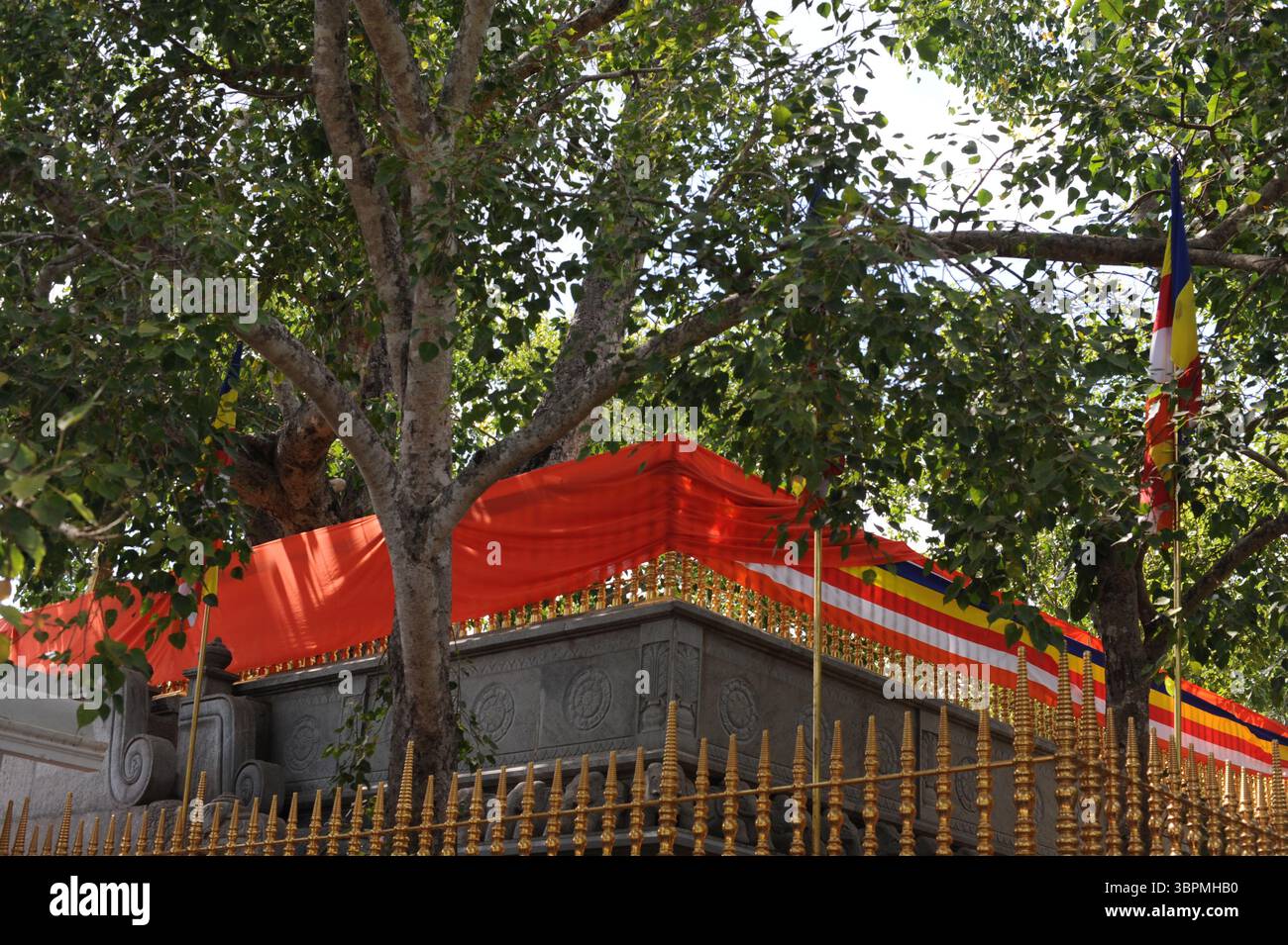 Jaya Sri Maha Bodhi - arbre sacré bo (Ficus religiosa) dans les jardins de Mahamevnāwa à Anuradhapura, Sri Lanka. Le plus vieil arbre planté par l'homme. Banque D'Images