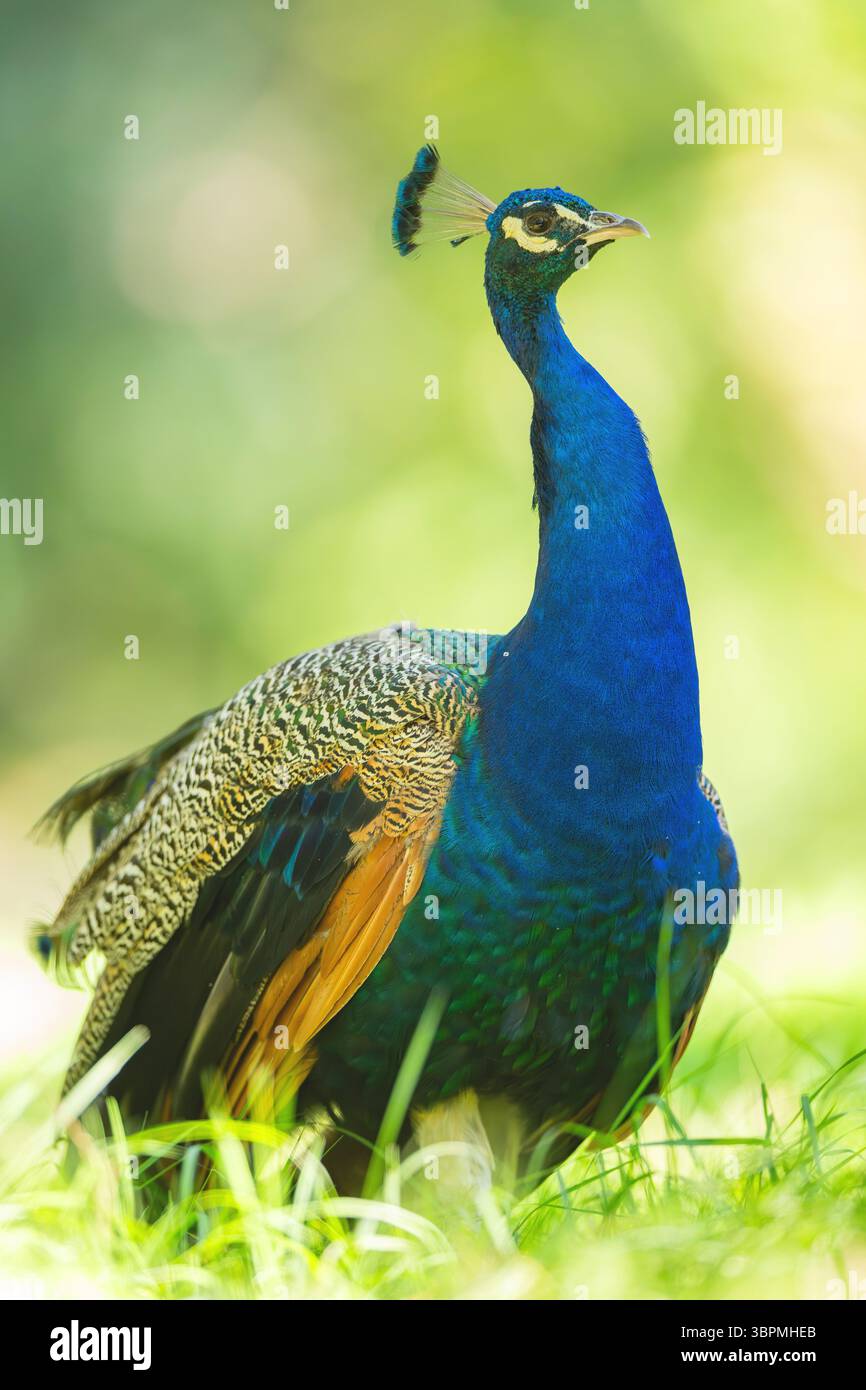 Tourbillon commun, tourbillon indien, tourbillon bleu (Pavo cristatus), paon debout dans un pré, vue de côté Banque D'Images