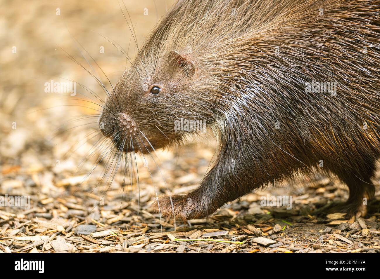 Porc-épic africain, porc-épic à crête (Hystrix cristata), marche, vue de côté Banque D'Images