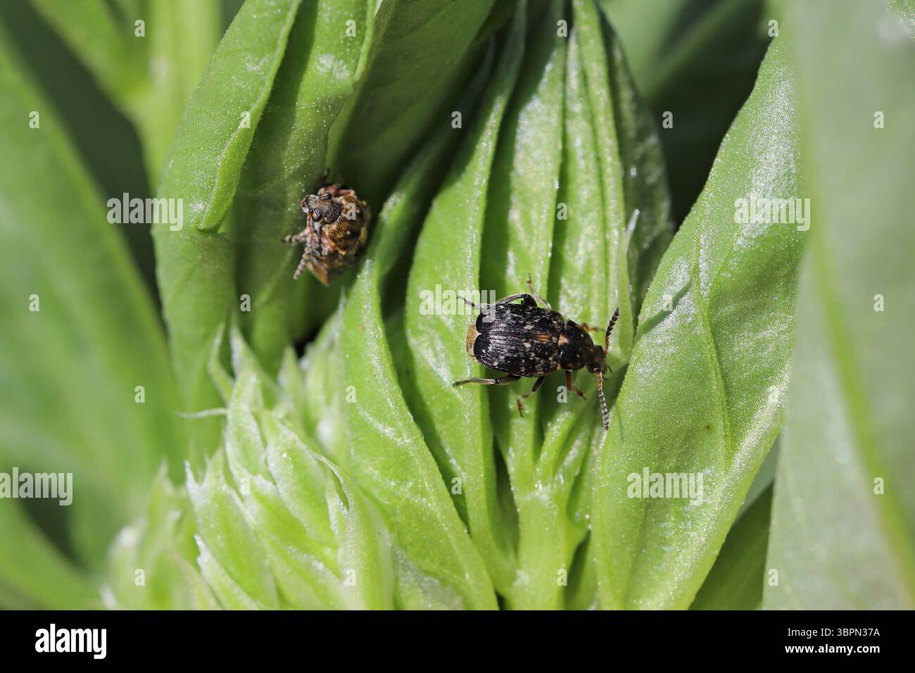 Coléoptère des graines de haricot Bruchus rufimanus coléoptères adultes sur un bob cultivé dans le jardin. Banque D'Images