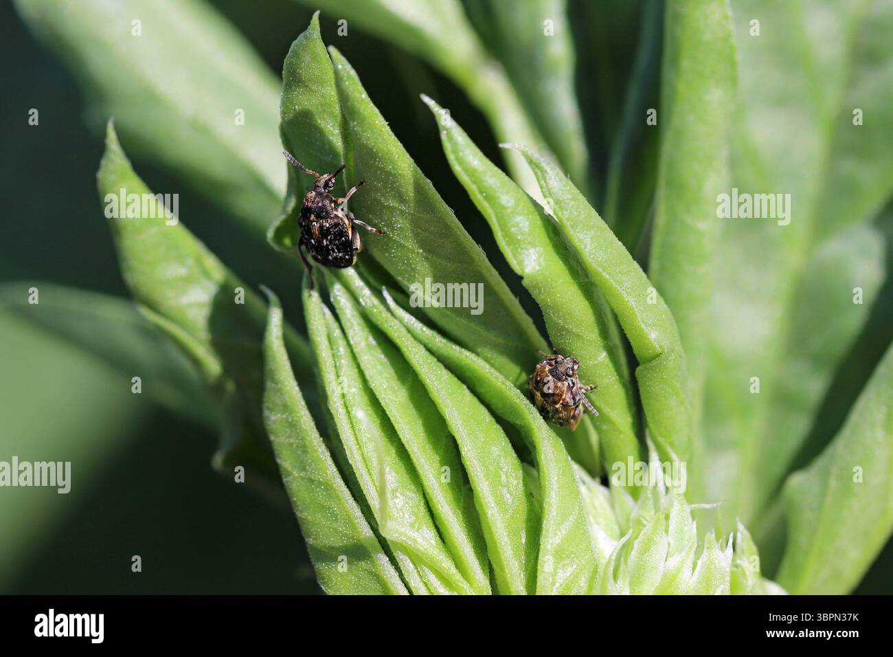 Coléoptère des graines de haricot Bruchus rufimanus coléoptères adultes sur fèves dans un champ agricole. Banque D'Images