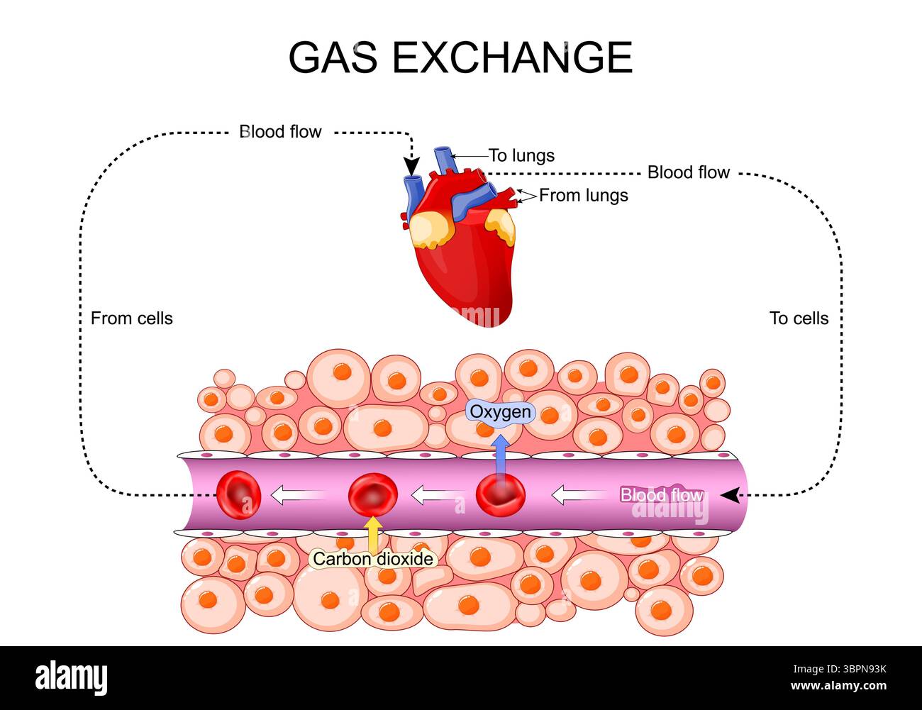 Respiration cellulaire. ECHANGE gazeux. Les globules rouges se déplacent dans un cycle des poumons au cœur, puis aux organes internes via la circulation sanguine. Fermer Illustration de Vecteur