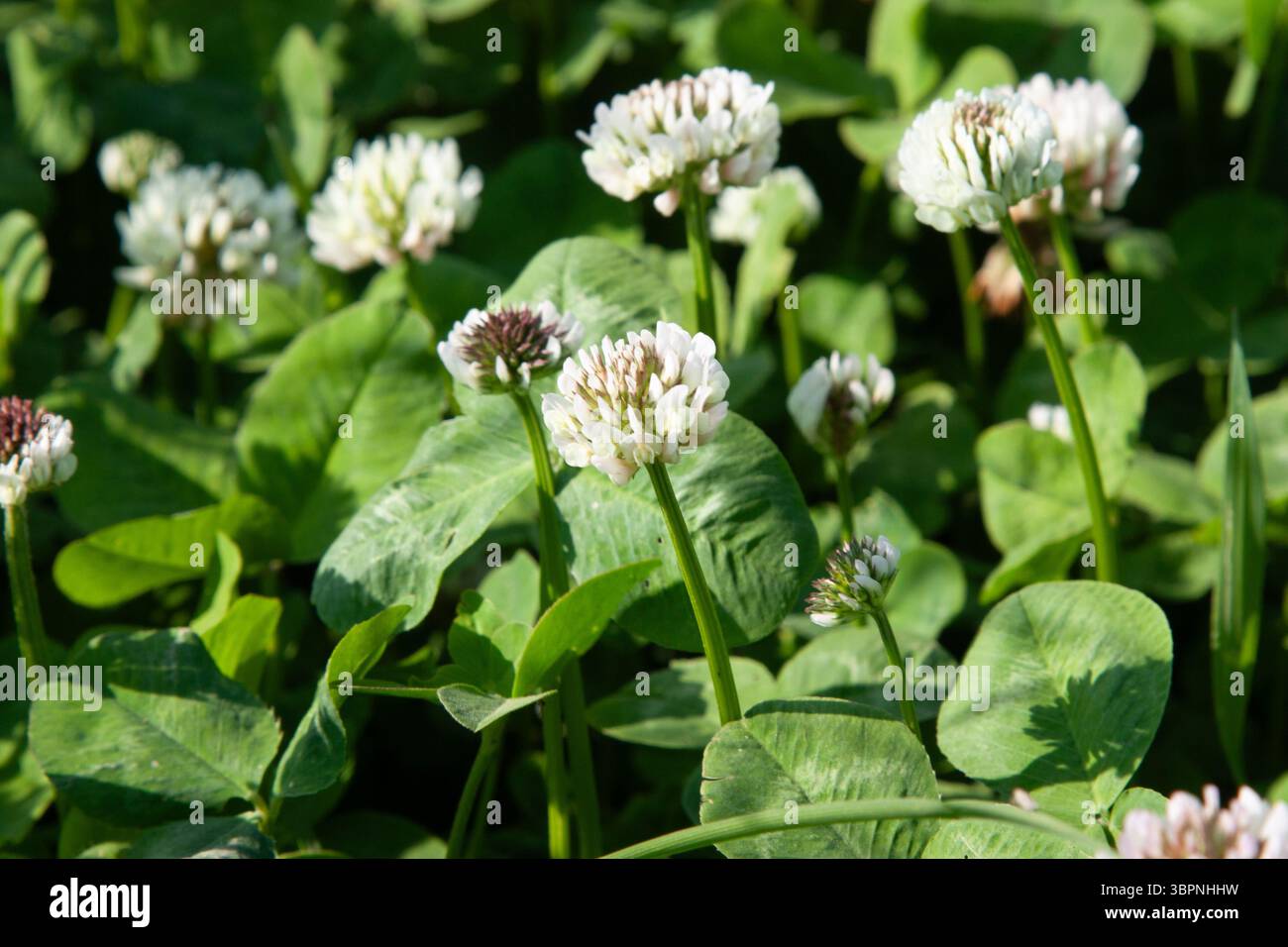 Fleur blanche. Fleurs de trèfle blanc. Trèfle sur pelouse au printemps ou jardin d'été. Fond naturel floral. Écologie florissante paysage naturel Banque D'Images