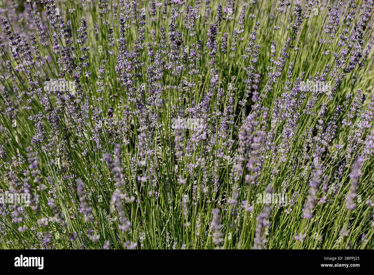 buisson de lavande sous le soleil d'été. Banque D'Images