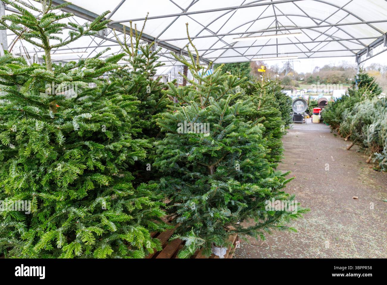 Arbres de Noël en vente au Garden centre, pays de Galles, Royaume-Uni Banque D'Images