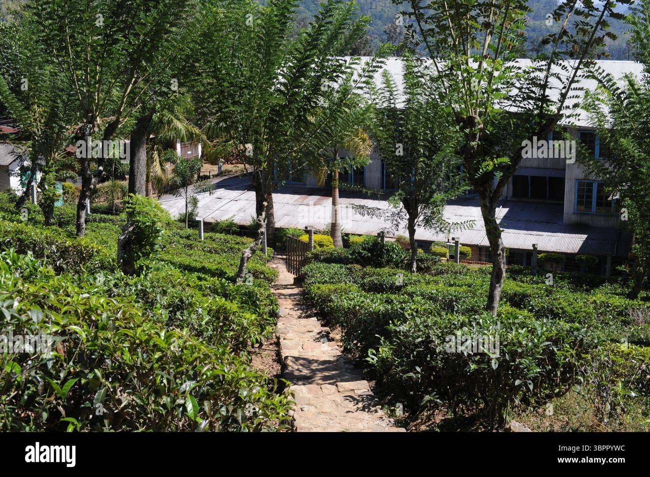 Kinellan Tea Factory produisant du thé Ceylan avec plantation de thé sur un domaine de thé à Ella, Sri Lanka, Ceylan, Asie Banque D'Images