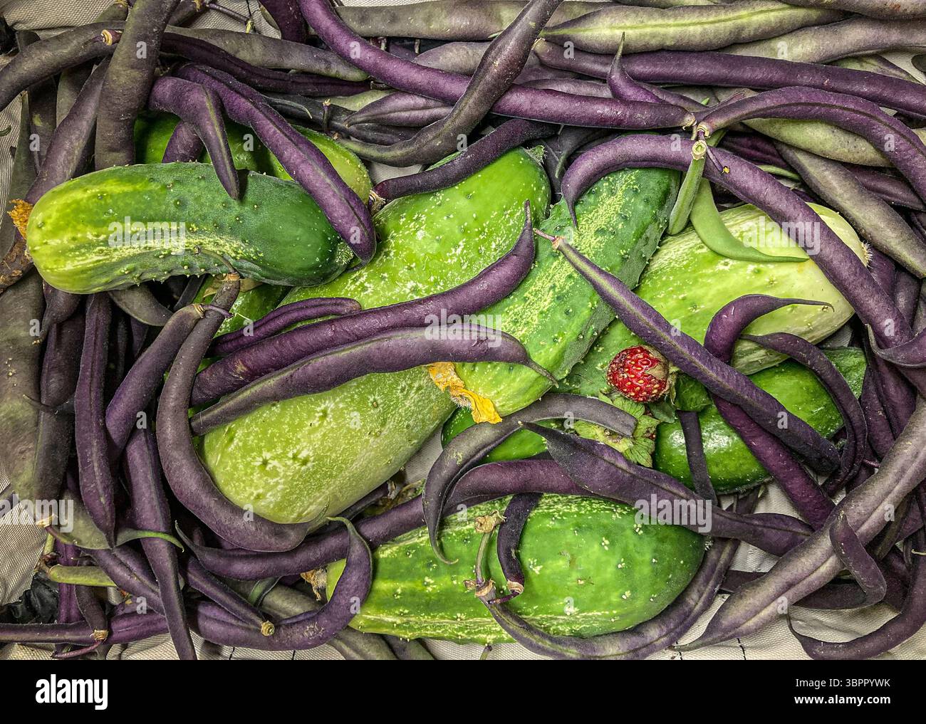 Récolte en jardin de concombres frais et de haricots en chaîne, Pennsylvanie, États-Unis Banque D'Images