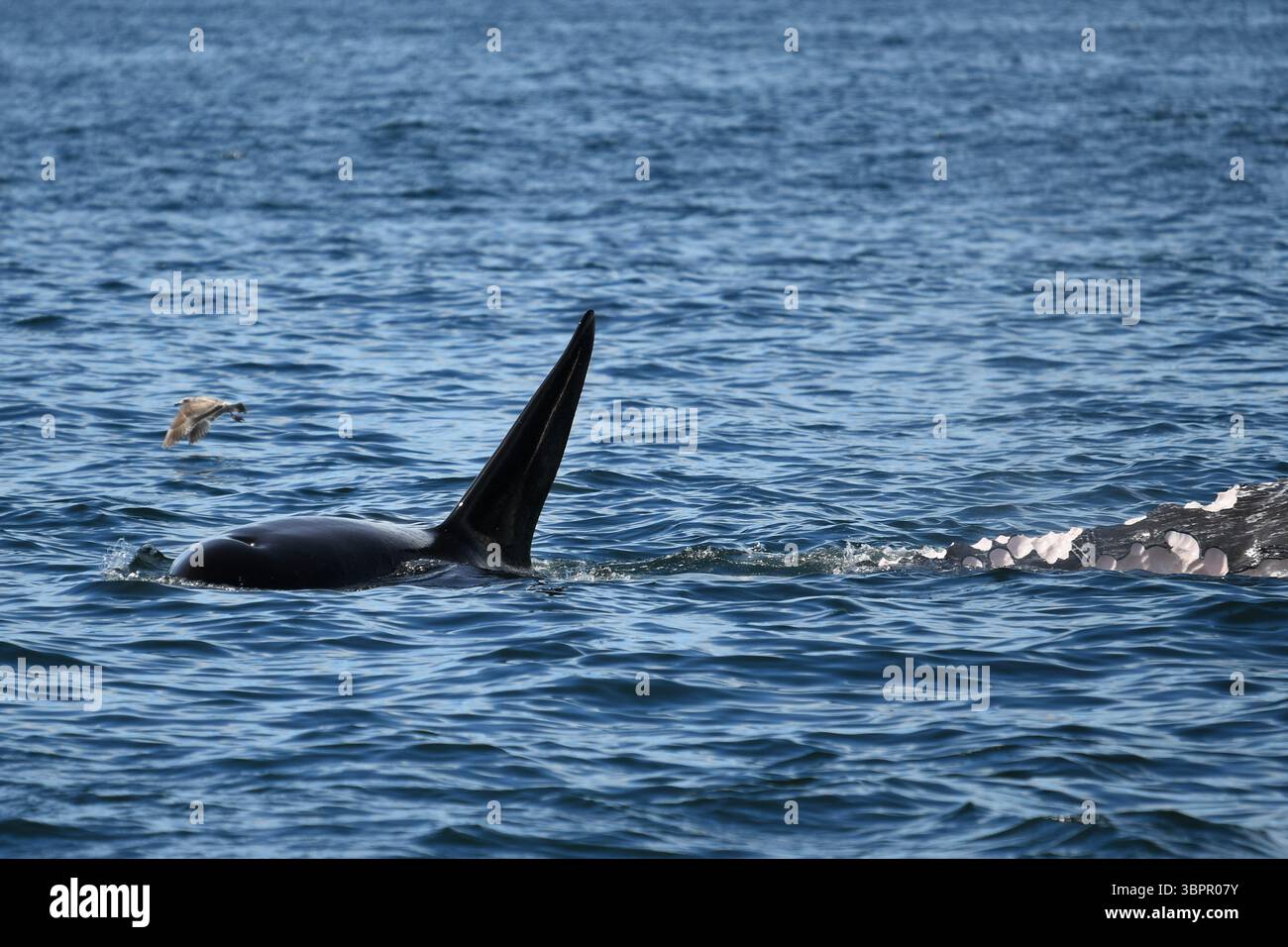 Nageoire dorsale d'épaulard et partie d'une carcasse de baleine dans l'océan, Californie, États-Unis Banque D'Images