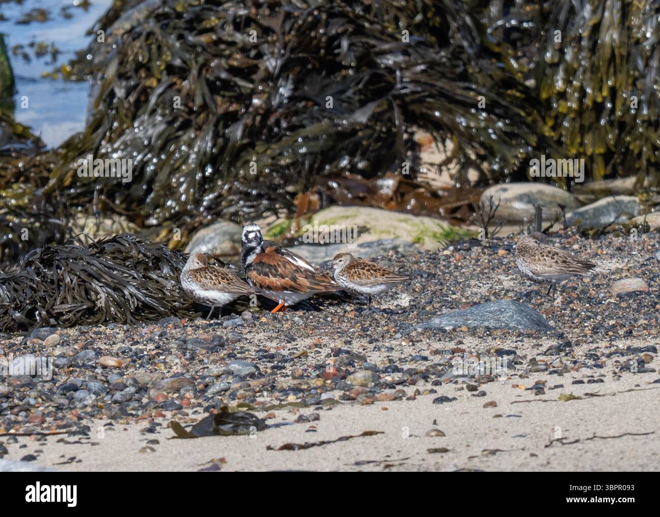 Dunlin et Turnstone en plumage d'été, Loch Mòr Bharabhais, île de Lewis, îles occidentales Banque D'Images Dunlin et Turnstone en plumage d'été, Loch Mòr Bharabhais, île de Lewis, îles occidentales Banque D'Images