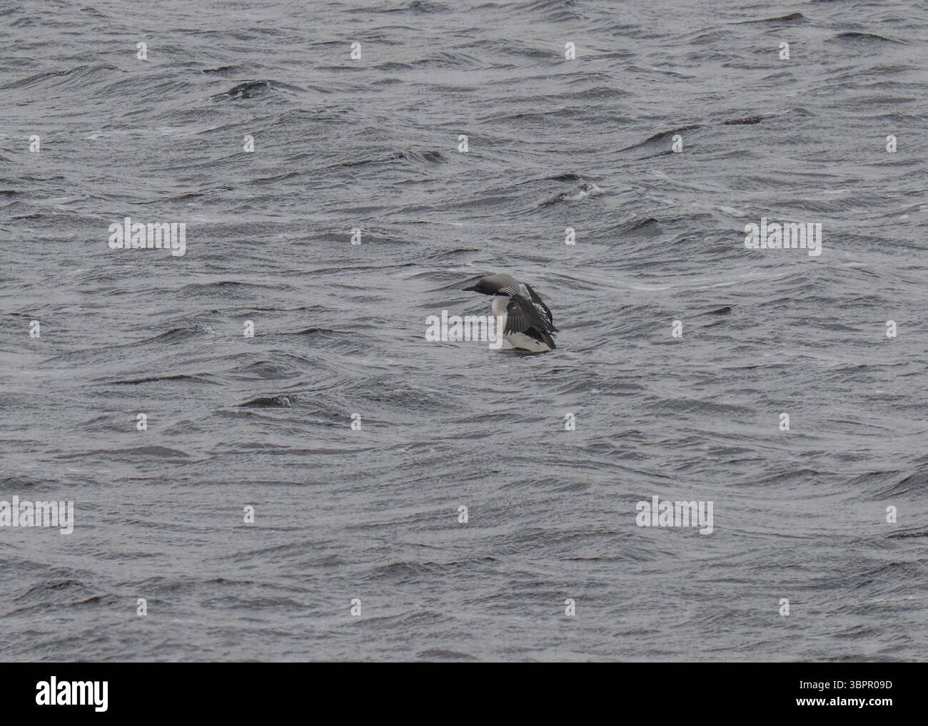 Plongeur à gorge noire (Gavia arctica), Loch Orasaigh, Île de Lewis, Îles occidentales, Écosse Banque D'Images Plongeur à gorge noire (Gavia arctica), Loch Orasaigh, Île de Lewis, Îles occidentales, Écosse Banque D'Images