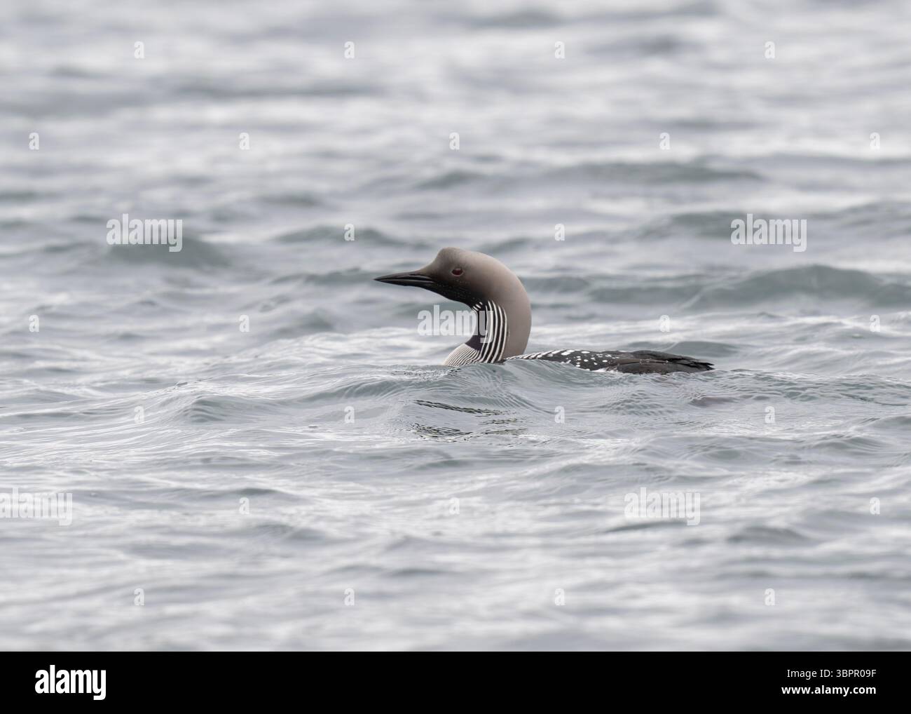 Plongeur à gorge noire (Gavia arctica), en plumage d'été, Loch Mharabhig, île de Lewis, îles occidentales, Écosse. Banque D'Images Plongeur à gorge noire (Gavia arctica), en plumage d'été, Loch Mharabhig, île de Lewis, îles occidentales, Écosse. Banque D'Images