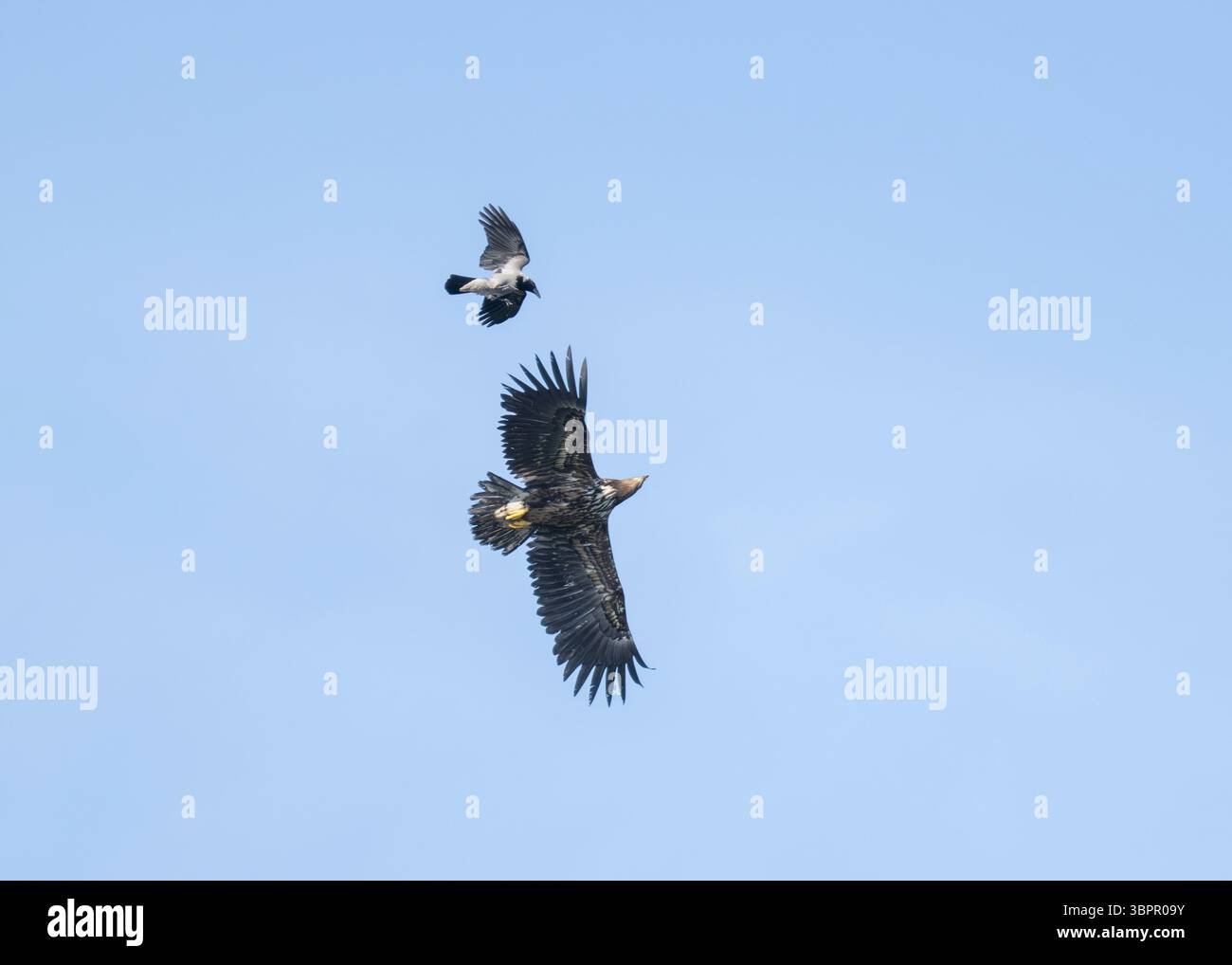 Corbeau à capuchon (Corvus corone cornix) harcelant un aigle à queue blanche (Haliaeetus albicilla) Shiants, Île de Harris, Îles occidentales, Écosse Banque D'Images Corbeau à capuchon (Corvus corone cornix) harcelant un aigle à queue blanche (Haliaeetus albicilla) Shiants, Île de Harris, Îles occidentales, Écosse Banque D'Images