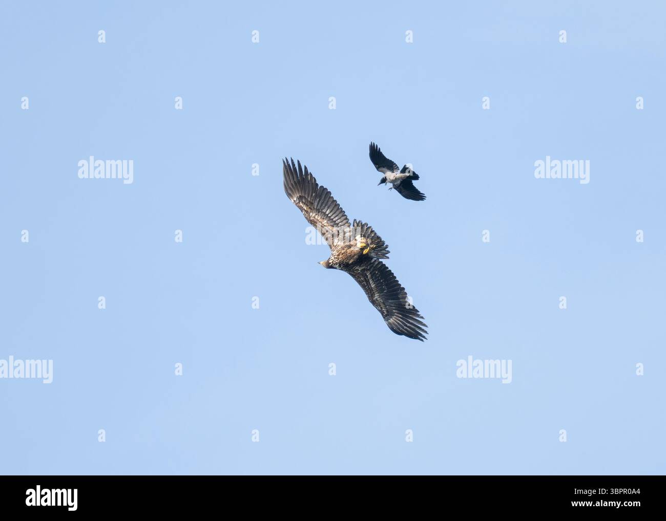 Corbeau à capuchon (Corvus corone cornix) harcelant un aigle à queue blanche (Haliaeetus albicilla) Shiants, Île de Harris, Îles occidentales, Écosse Banque D'Images Corbeau à capuchon (Corvus corone cornix) harcelant un aigle à queue blanche (Haliaeetus albicilla) Shiants, Île de Harris, Îles occidentales, Écosse Banque D'Images
