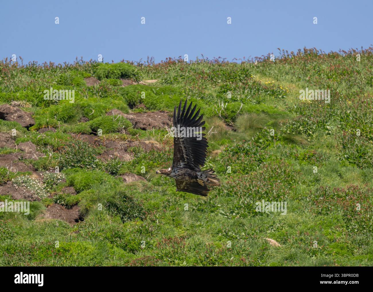 Aigle à queue blanche (Haliaeetus albicilla), en combat à travers une pente herbeuse, Shiants, île de Harris, îles occidentales, Écosse Banque D'Images Aigle à queue blanche (Haliaeetus albicilla), en combat à travers une pente herbeuse, Shiants, île de Harris, îles occidentales, Écosse Banque D'Images