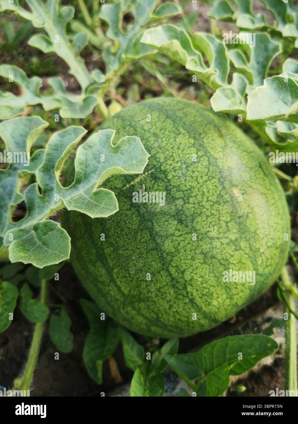 Une pastèque verte fraîche nichée au milieu de ses vignes feuillues dans un jardin. La texture naturelle de la surface de la pastèque et la verdure luxuriante font de cette im Banque D'Images
