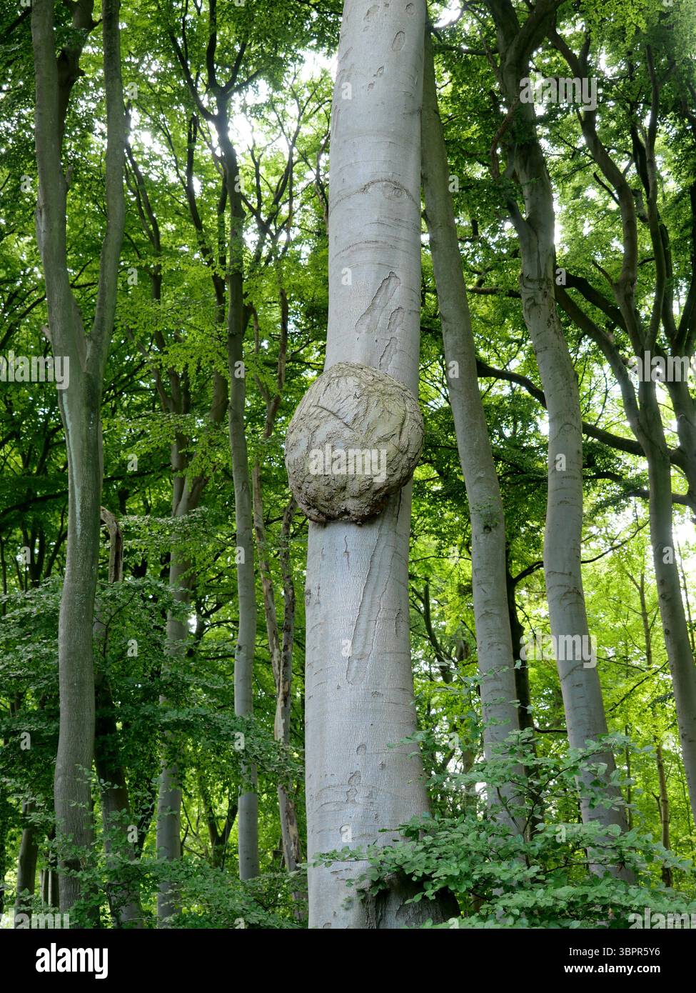 Un hêtre avec une grosse ronce. Perle en bois. Ces ronds de bois présentent un grain et une texture uniques, souvent considérés comme esthétiquement agréables Banque D'Images