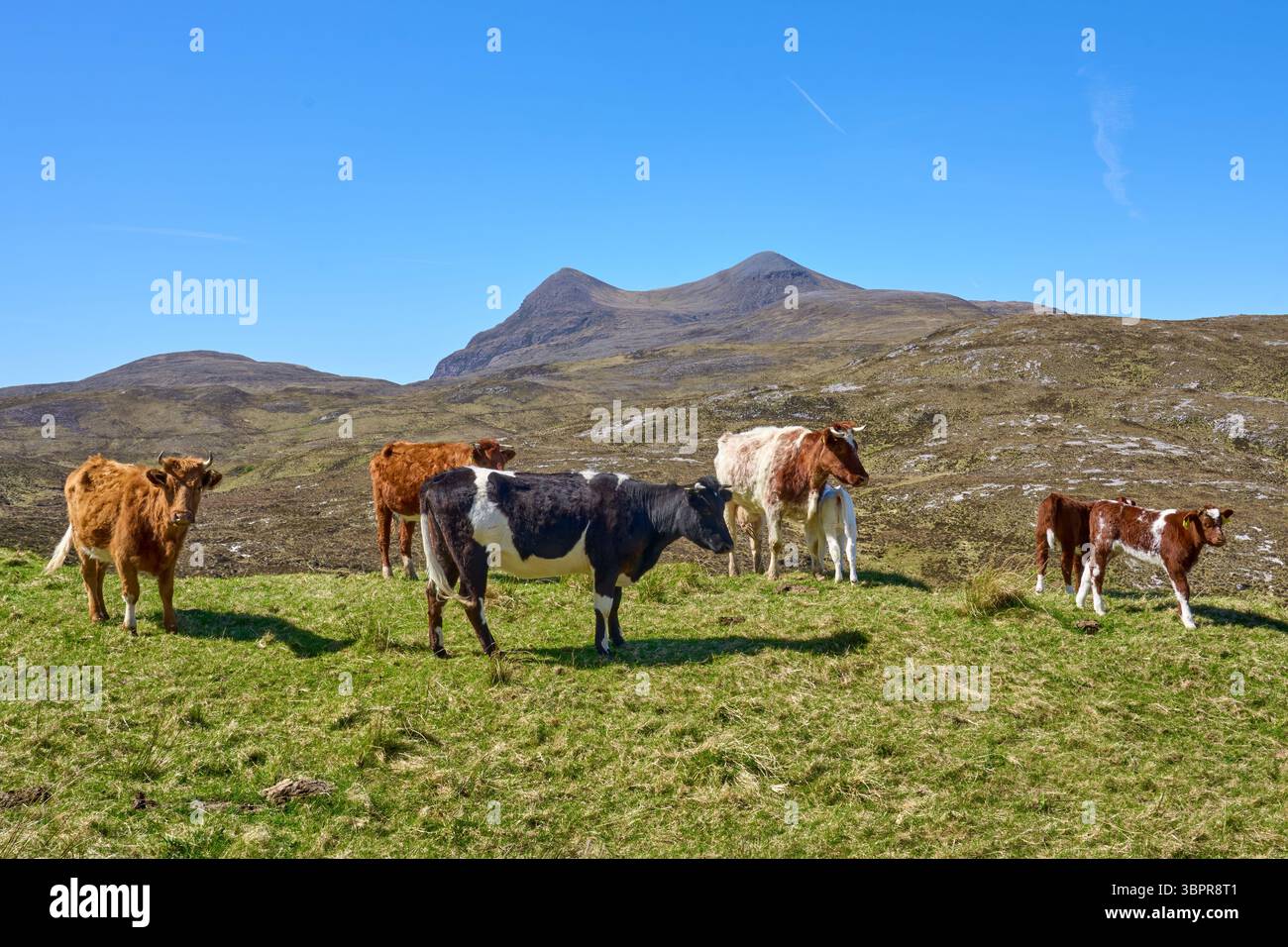 Bovins et veaux écossais qui paissent sur un pâturage dans les hautes terres du nord de l'Écosse Banque D'Images