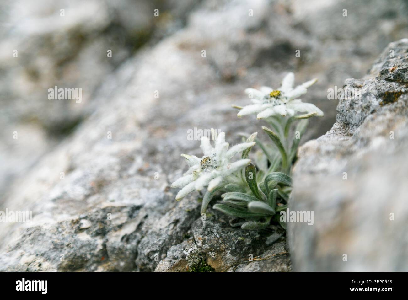 Edelweiss, fleur de montagne blanche, sauvage et connue, symbole des Alpes. Banque D'Images