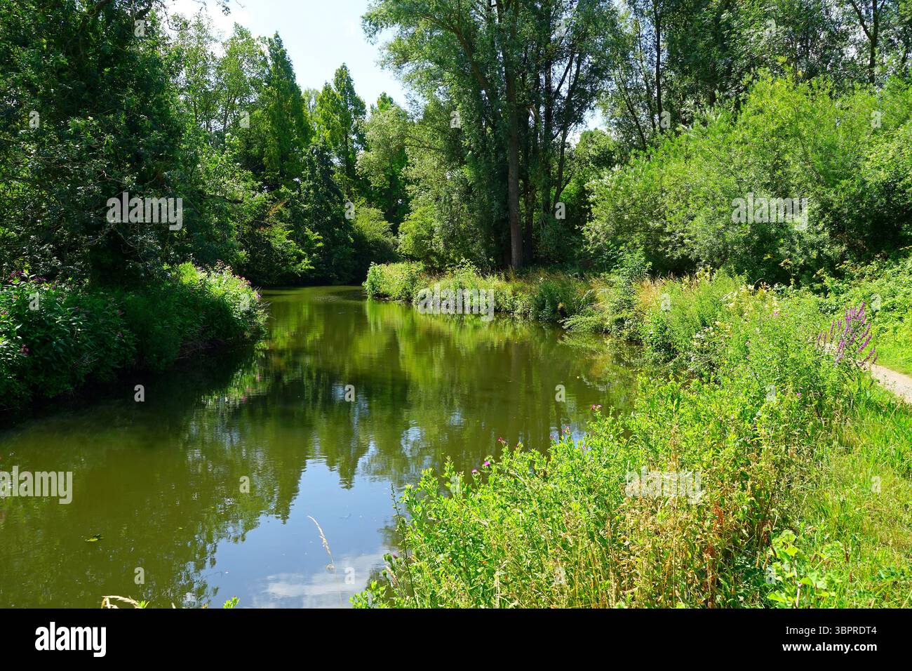 La rivière Stort entre Sawbridgeworth et Harlow Banque D'Images