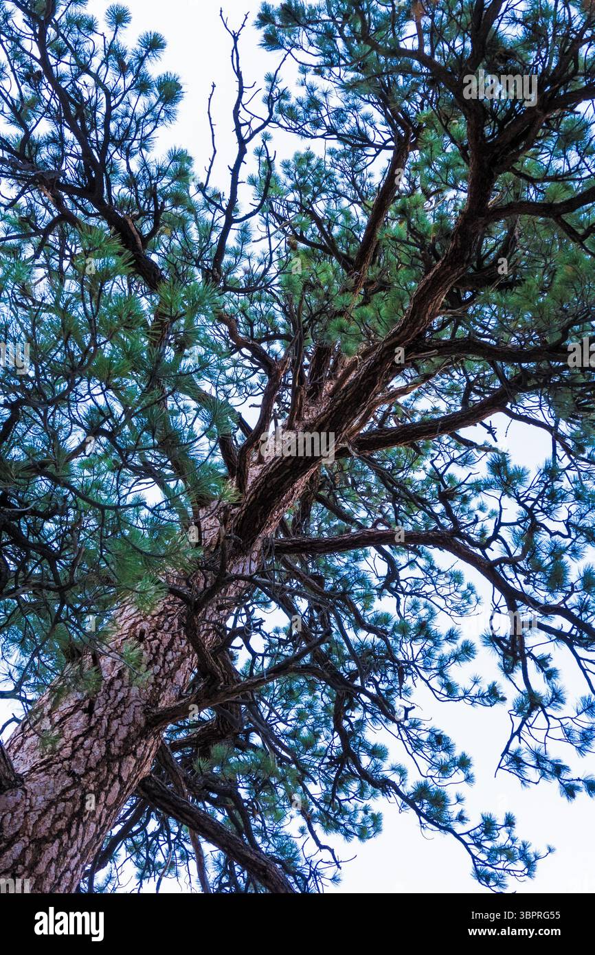 Vue en bas angle d'un majestueux pin ponderosa dans le parc national de Yosemite, mettant en valeur son écorce texturée et ses aiguilles vertes vibrantes dans un ciel dégagé Banque D'Images