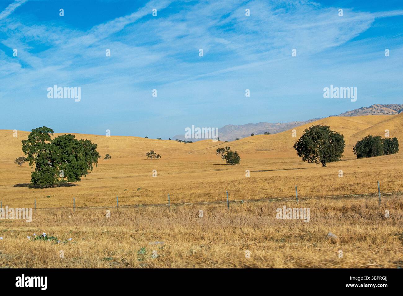 Prairies dorées sèches et collines avec des chênes sous le ciel bleu dans la campagne californienne Banque D'Images