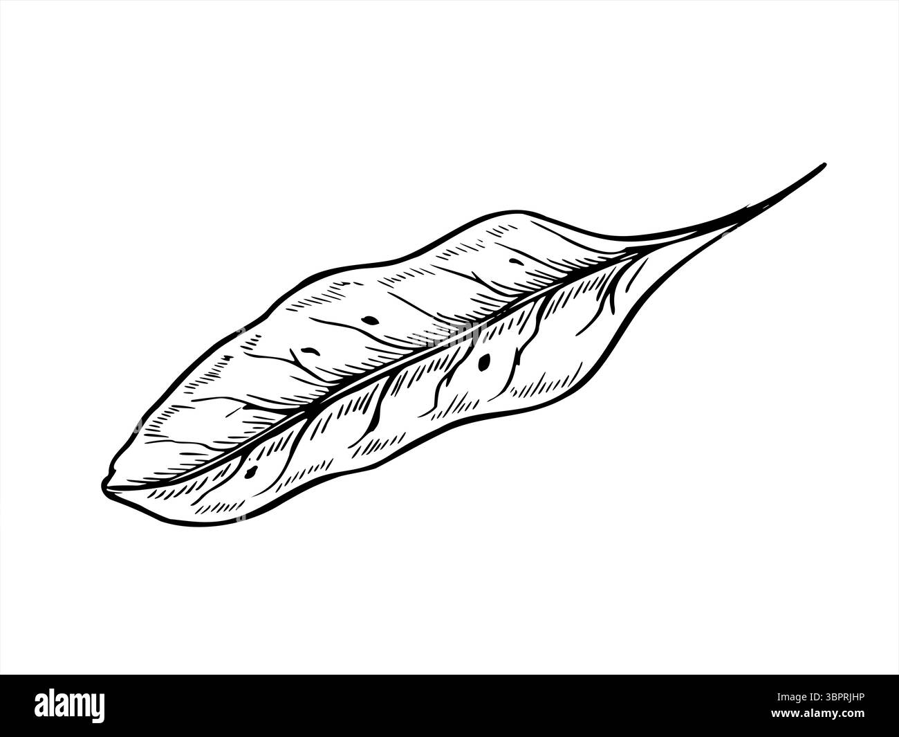 Illustration vectorielle monochrome simple de chette ou de feuille de betterave peinte par des encres noires. Feuille de laitue comme ingrédient pour soupe, salades. Herbe végétale biologique Illustration de Vecteur