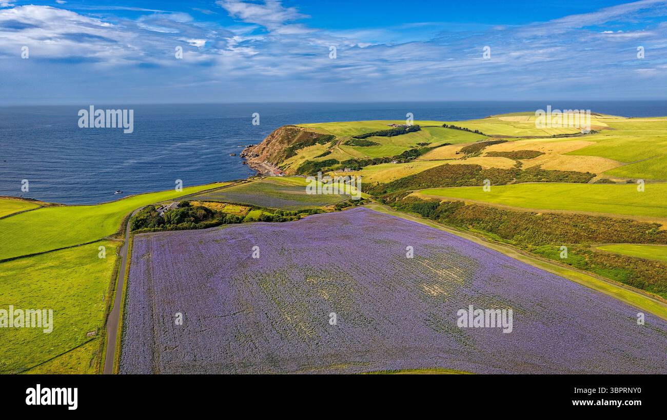 Fleurs de tanaisie bleues ou violettes Phacelia tanacetifolia un grand champ surplombant Crovie Hamlet Aberdeenshire Écosse Banque D'Images