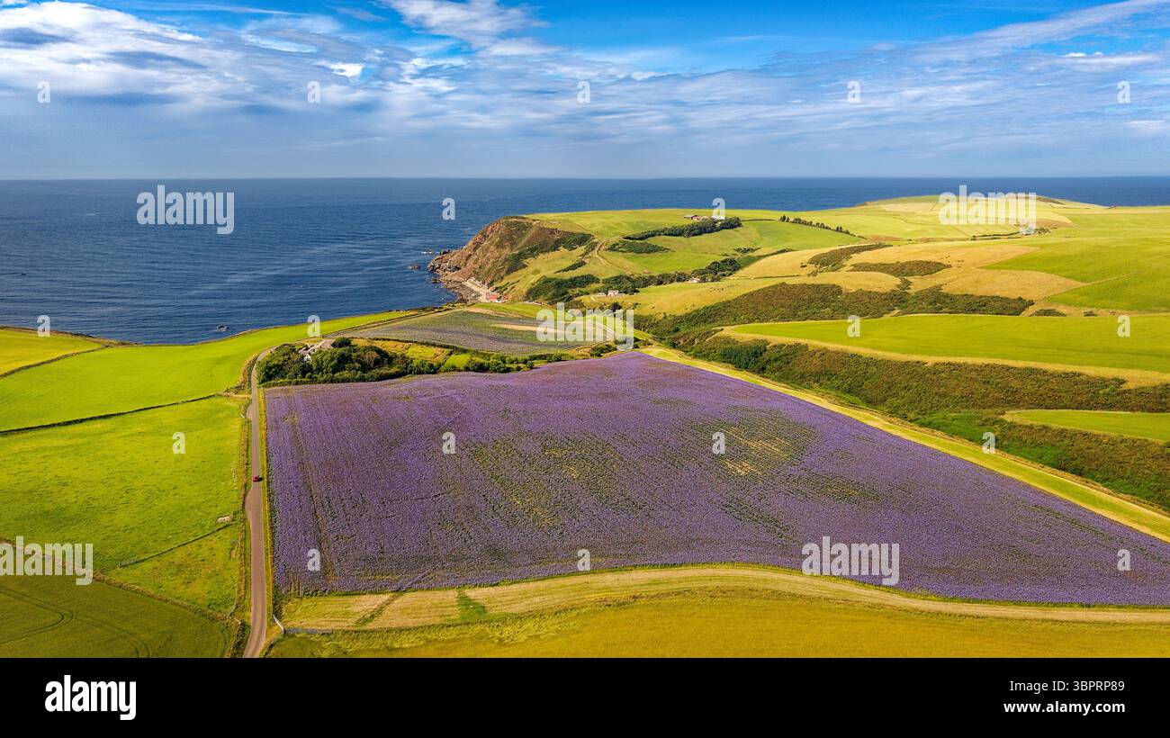 Blue or Purple Tansy Phacelia tanacetifolia un grand champ surplombant Crovie Hamlet Aberdeenshire Écosse Banque D'Images