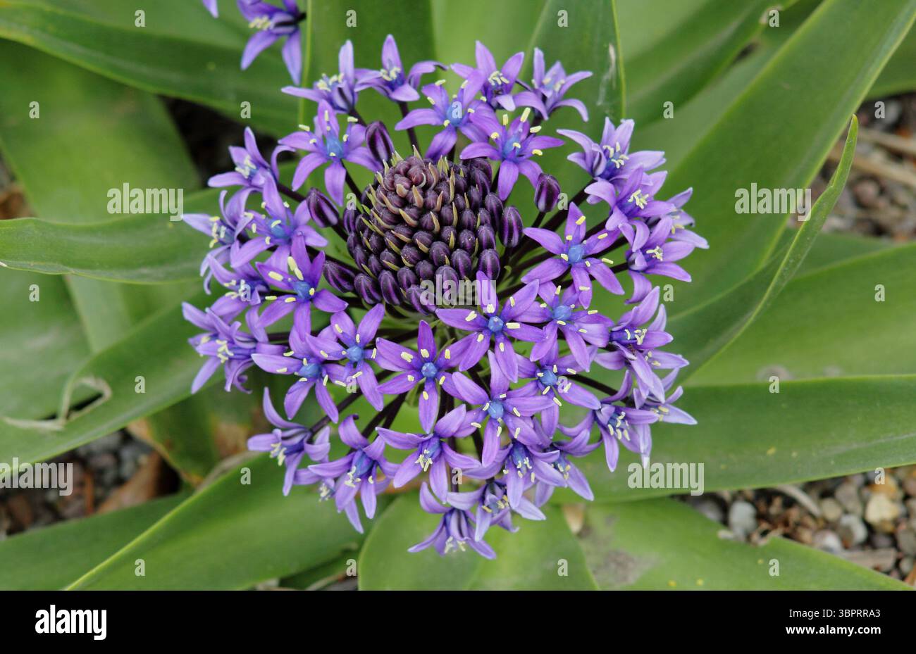 Scilla Peruviana. Courge portugaise affichant une étoile bleu foncé caractéristique comme des fleurs, poussant dans un jardin britannique abrité. Banque D'Images