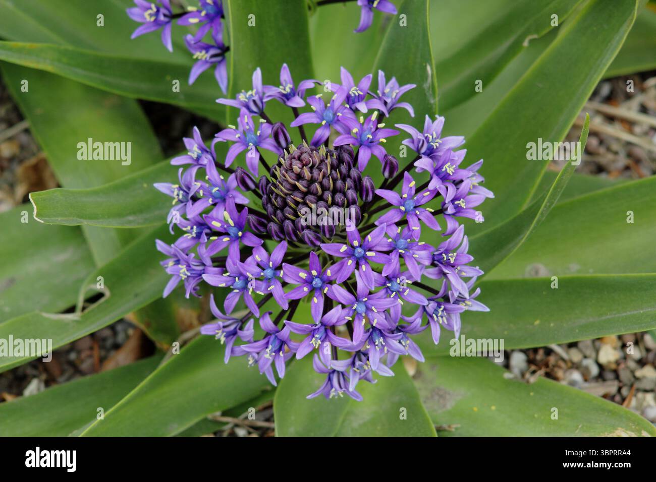 Scilla Peruviana. Courge portugaise affichant une étoile bleu foncé caractéristique comme des fleurs, poussant dans un jardin britannique abrité. Banque D'Images