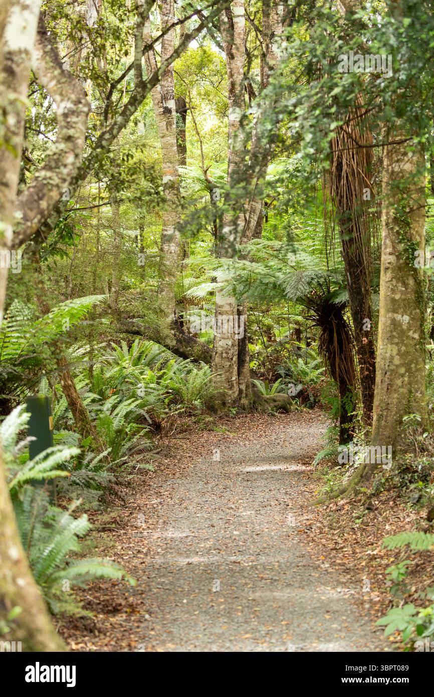 Matai Falls Walkway à travers la forêt tropicale tempérée dense à Otago sur l'île du Sud de la Nouvelle-Zélande Banque D'Images