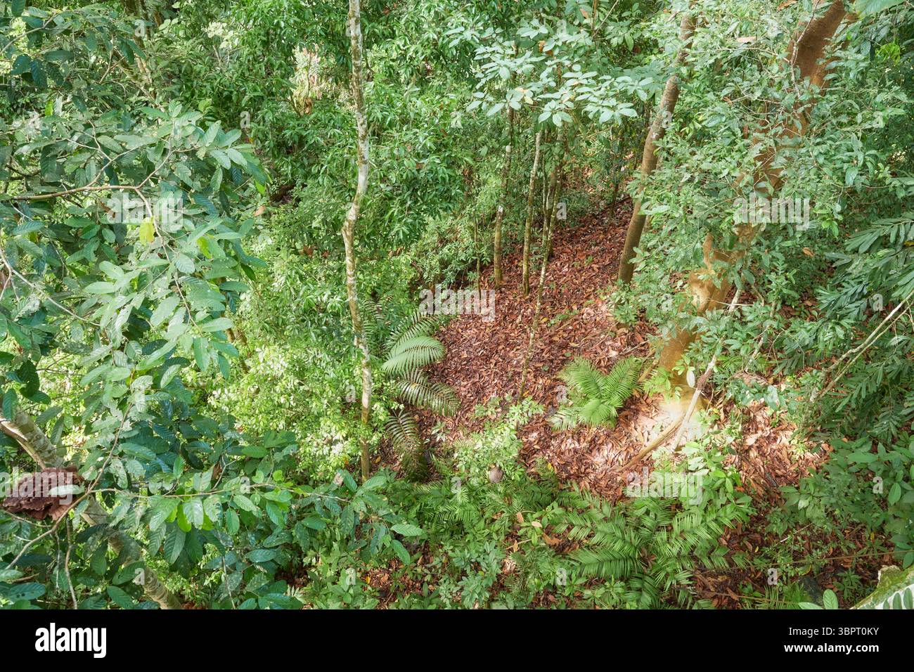 Photo d'une forêt tropicale à Bornéo, Sabah, Malaisie. Banque D'Images