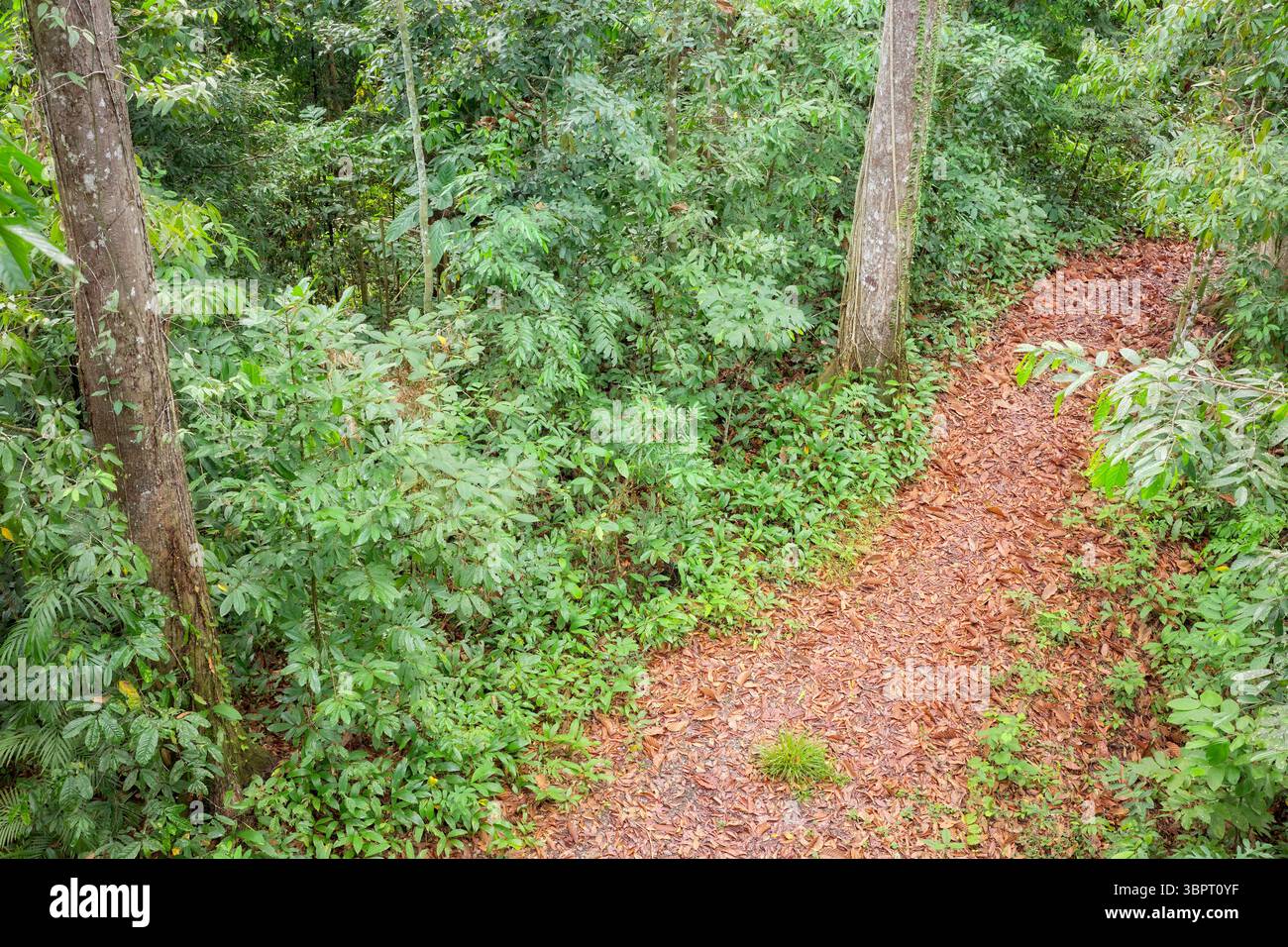Sentier dans une forêt tropicale à Bornéo, Sabah, Malaisie. Banque D'Images