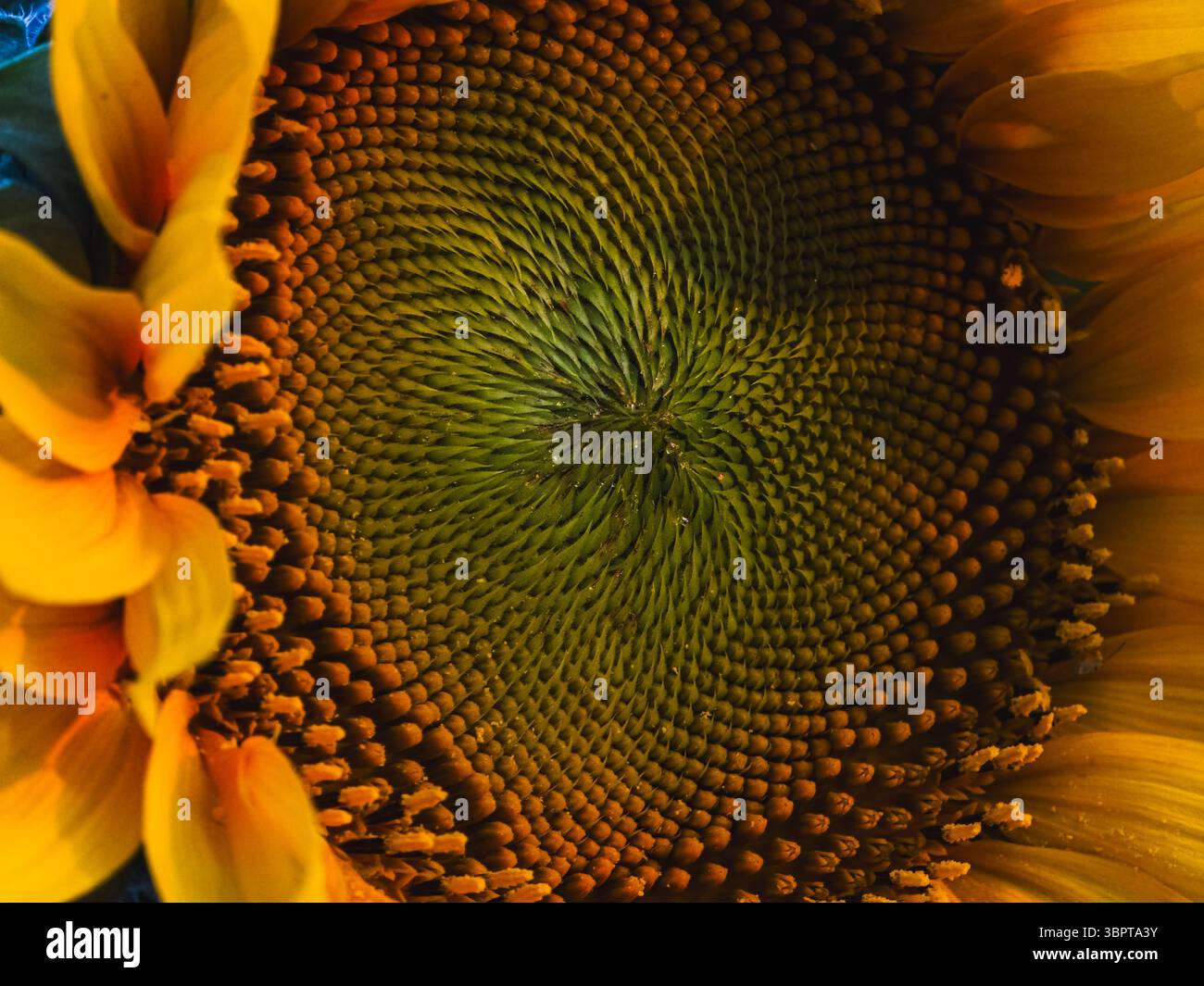 Macro du centre de tournesol montrant un motif en spirale, Călărași, Roumanie, 29 juin 2025 Banque D'Images