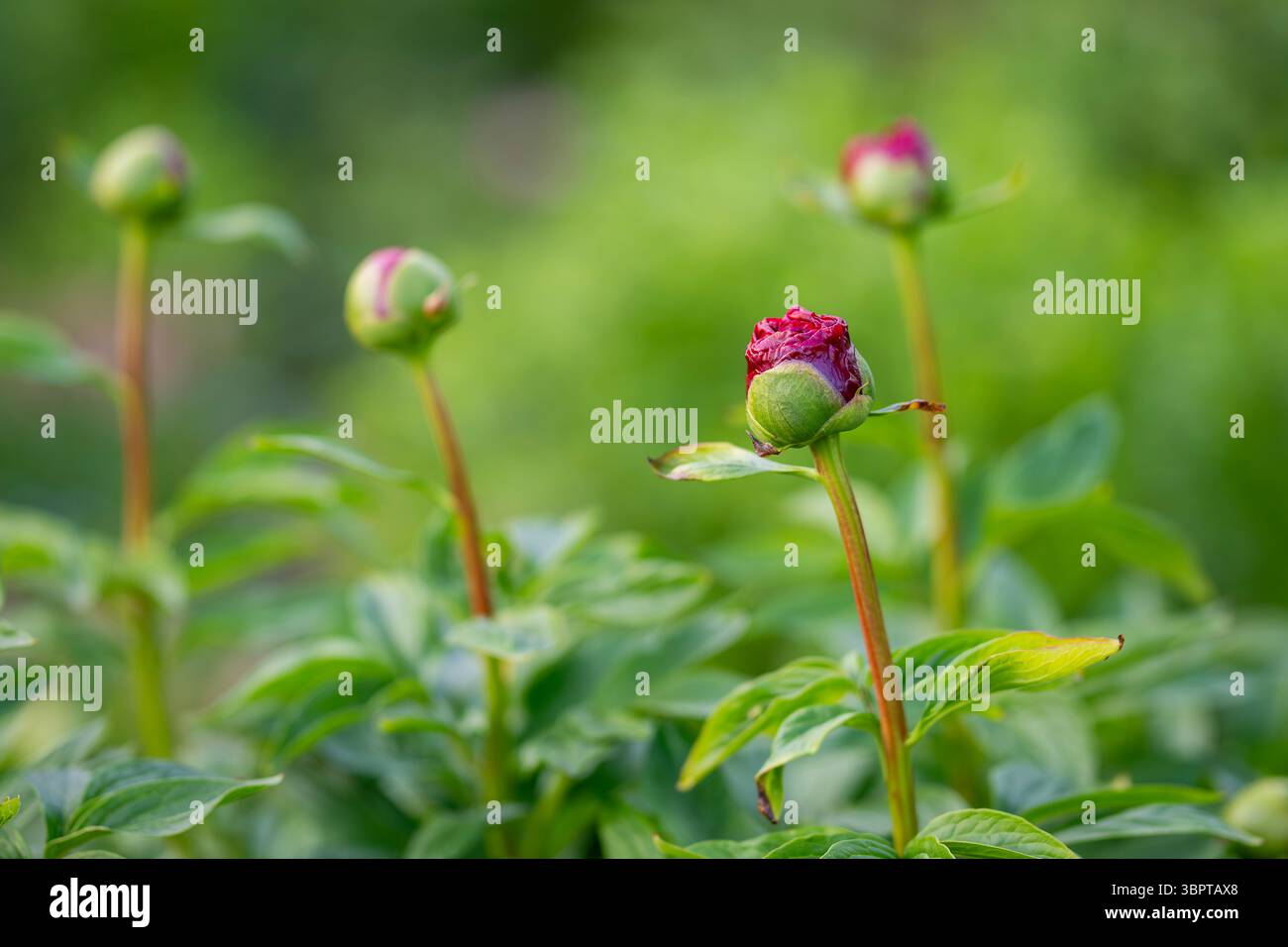 Bourgeons d'une pivoine rouge foncé. Bourgeons rouge foncé d'une pivoine, une plante à fleurs vivace poussant dans le jardin des chalets. Le début de la floraison. Banque D'Images