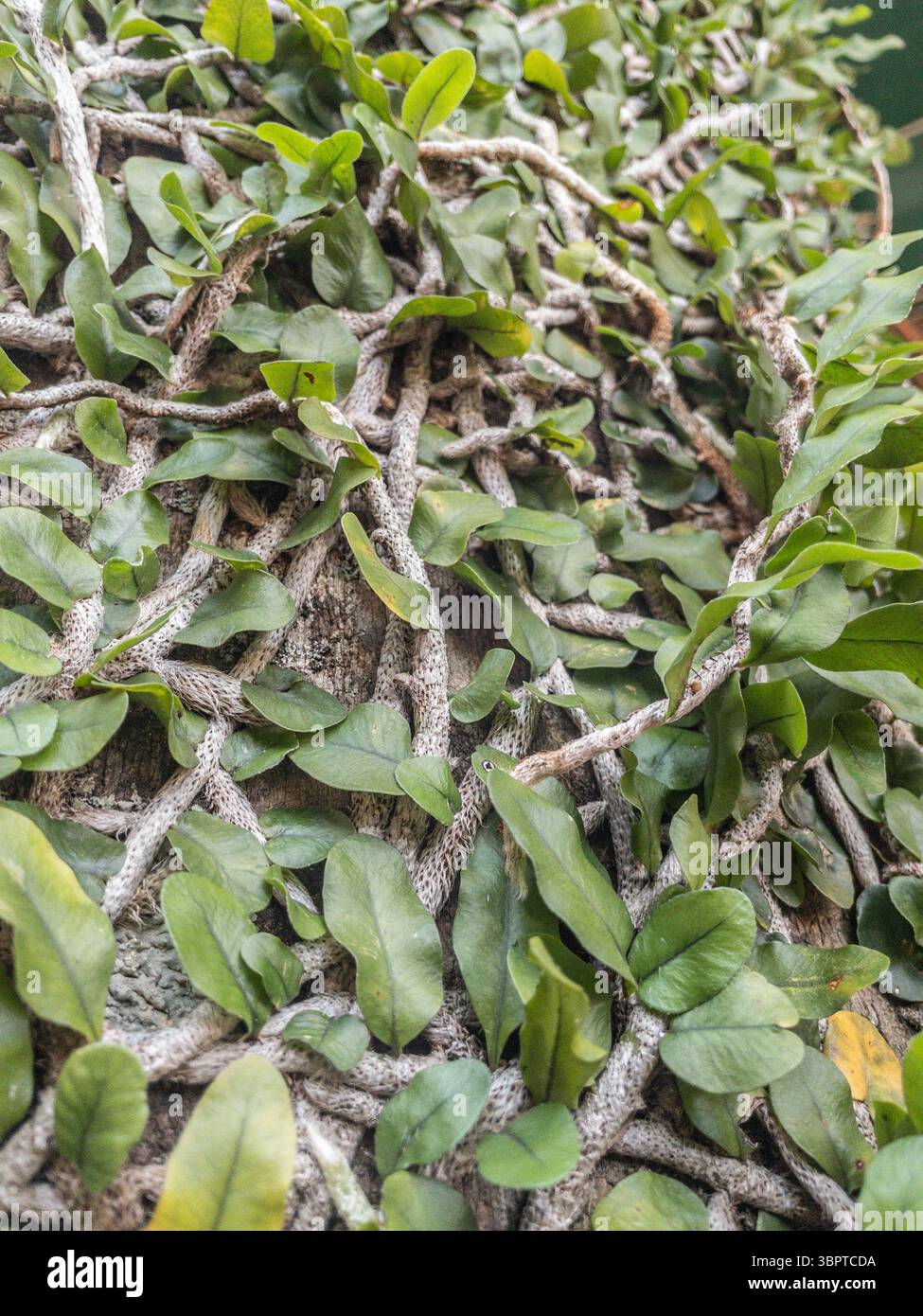 Fougère (peut-être Microgramma nitida) poussant sur le tronc d'arbre, à Fernando de la Mora, Paraguay - Image de stock capturée avec un smartphone