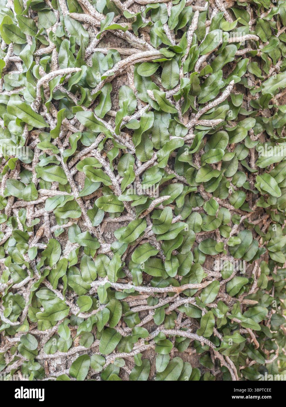 Fougère (peut-être Microgramma) poussant sur tronc d'arbre, à Fernando de la Mora, Paraguay - Image de stock capturée avec un smartphone