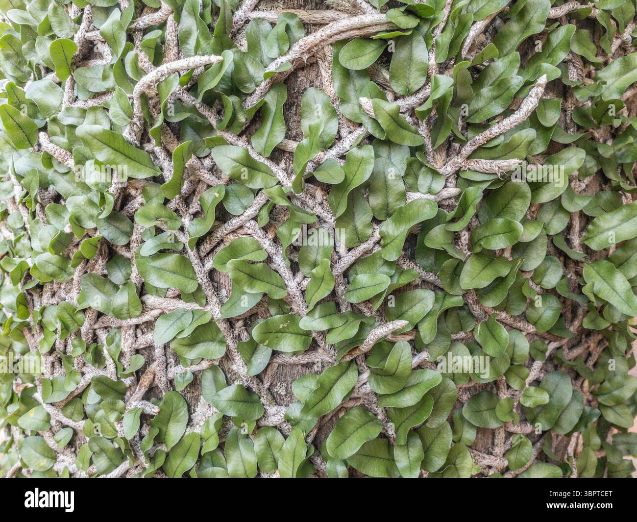Fougère (peut-être Microgramma nitida) poussant sur le tronc d'arbre, à Fernando de la Mora, Paraguay - Image de stock capturée avec un smartphone