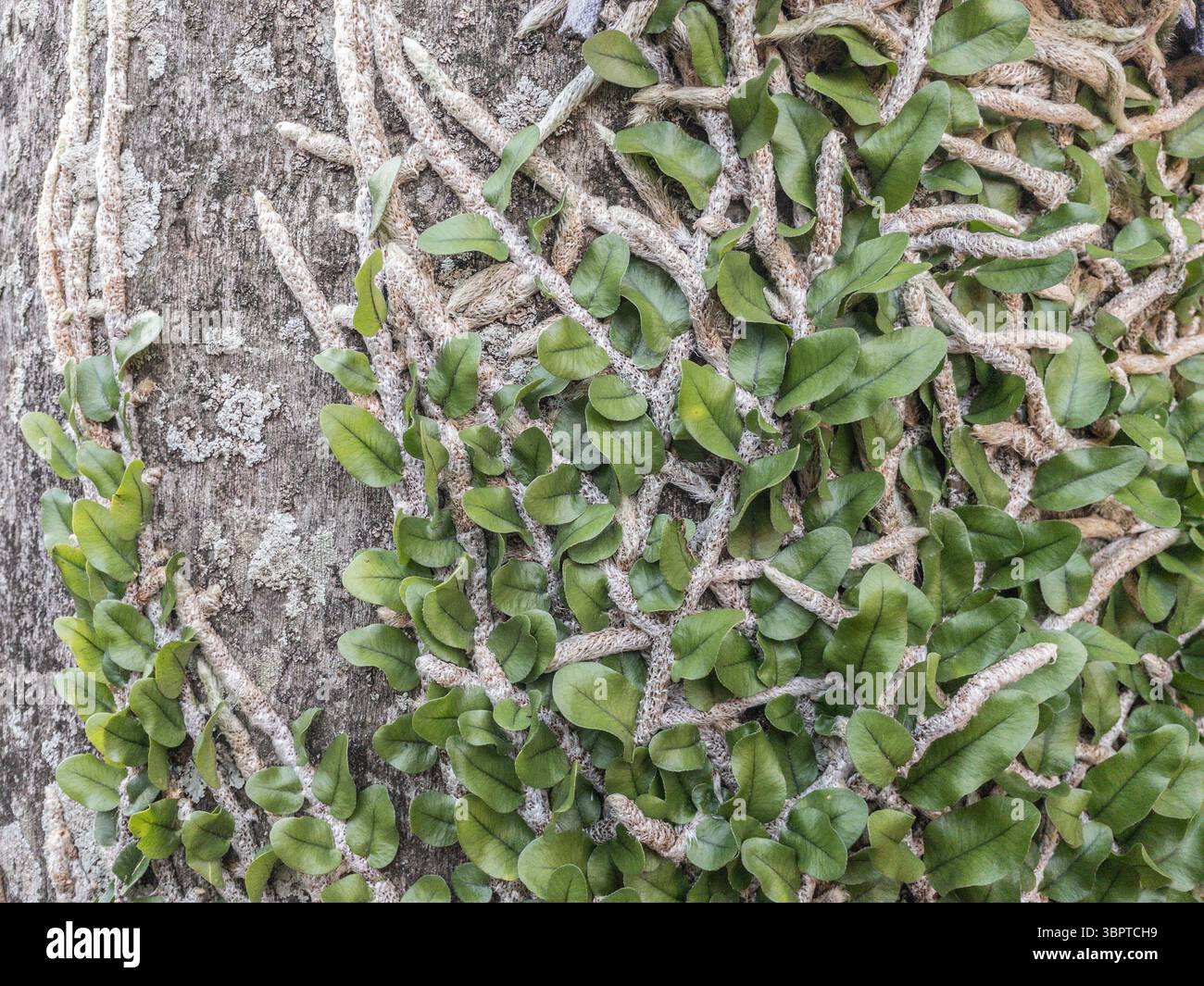 Fougère (peut-être Microgramma nitida) poussant sur le tronc d'arbre, à Fernando de la Mora, Paraguay - Image de stock capturée avec un smartphone
