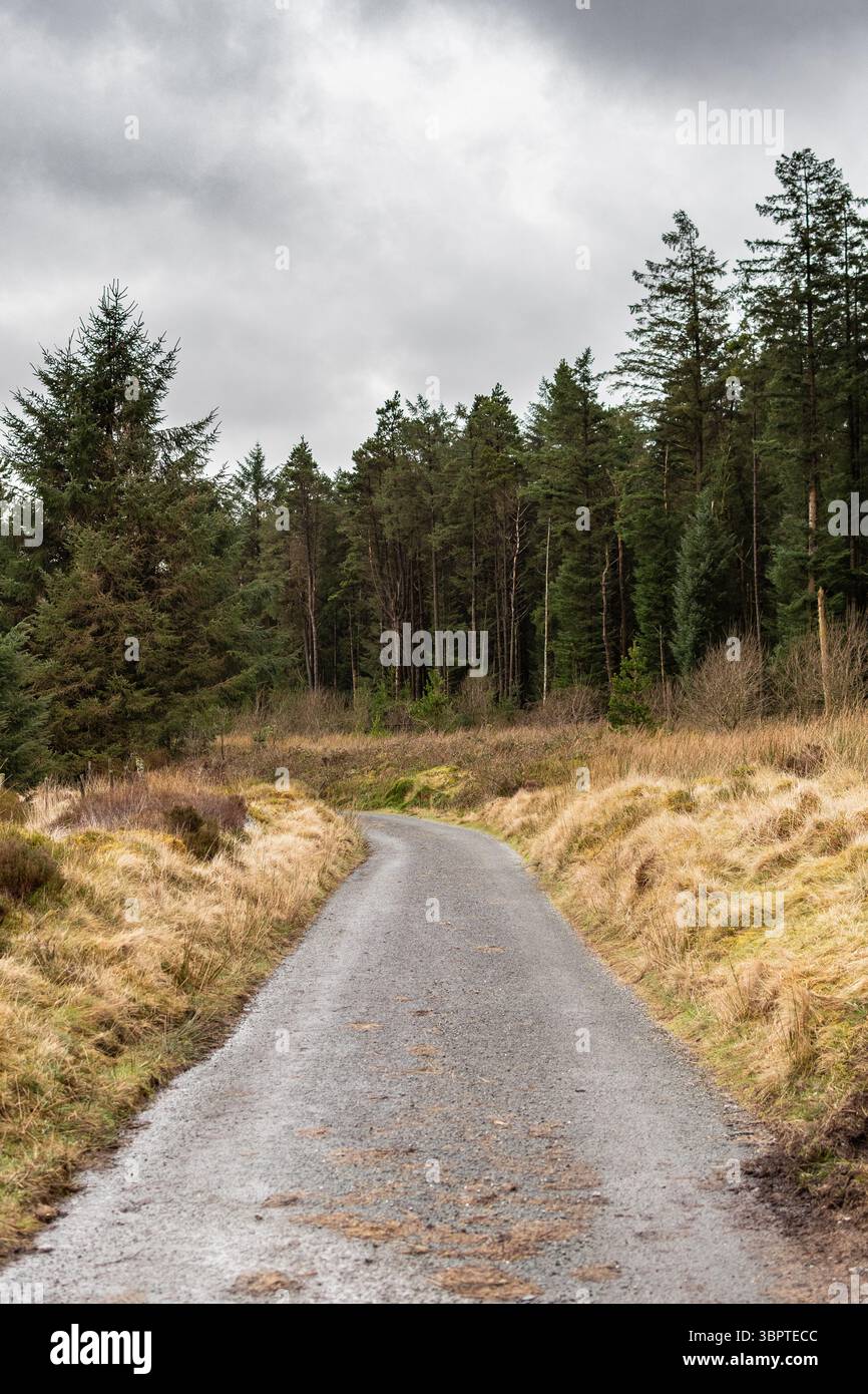 Entrer dans la forêt - une route à voie unique dans la nature sauvage Banque D'Images
