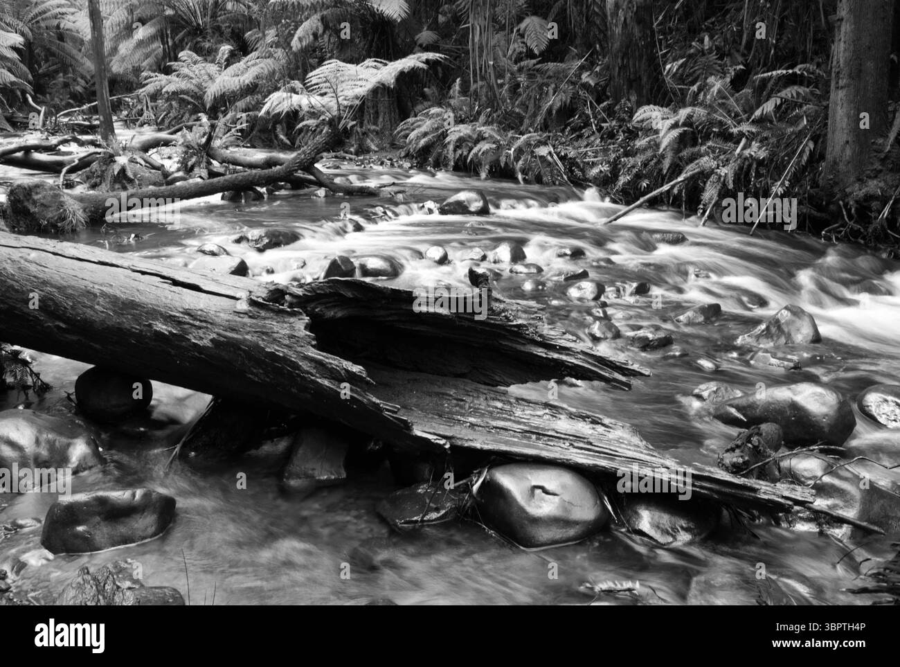 Redweood Forest Banque D'Images
