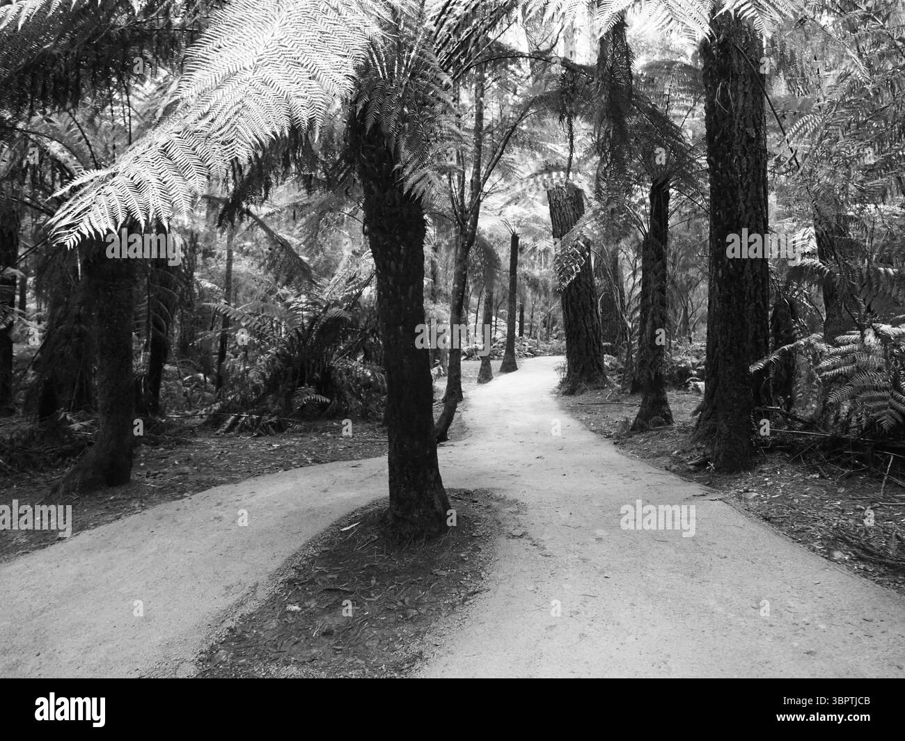 Redweood Forest Banque D'Images