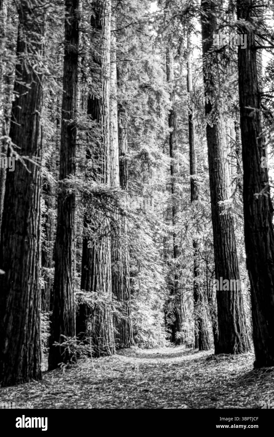 Redweood Forest Banque D'Images