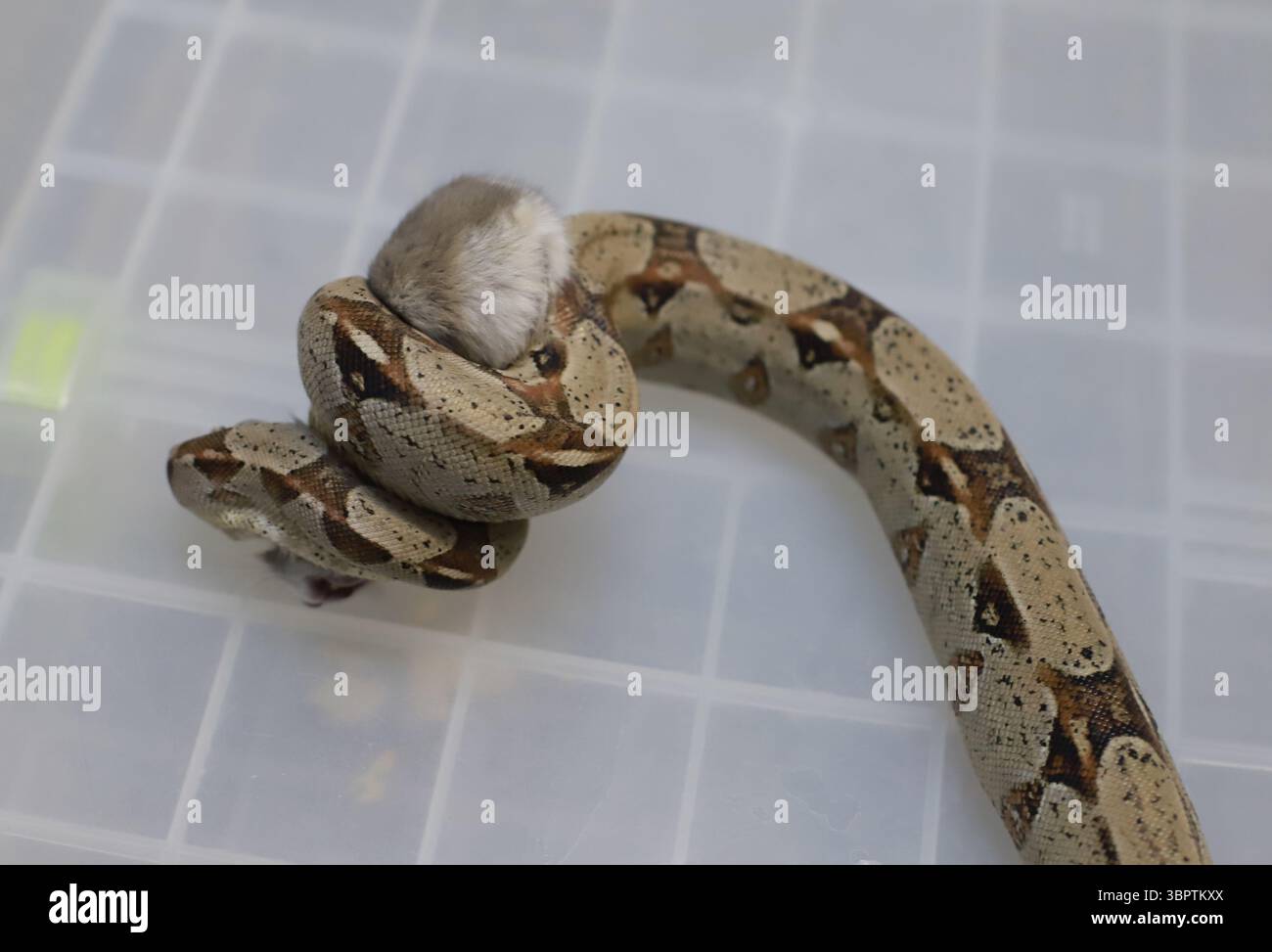 Un boa constrictor mange un hamster. Le serpent étranglant le rat. Dînez en python royal. Meurtre, mort, tuer Banque D'Images