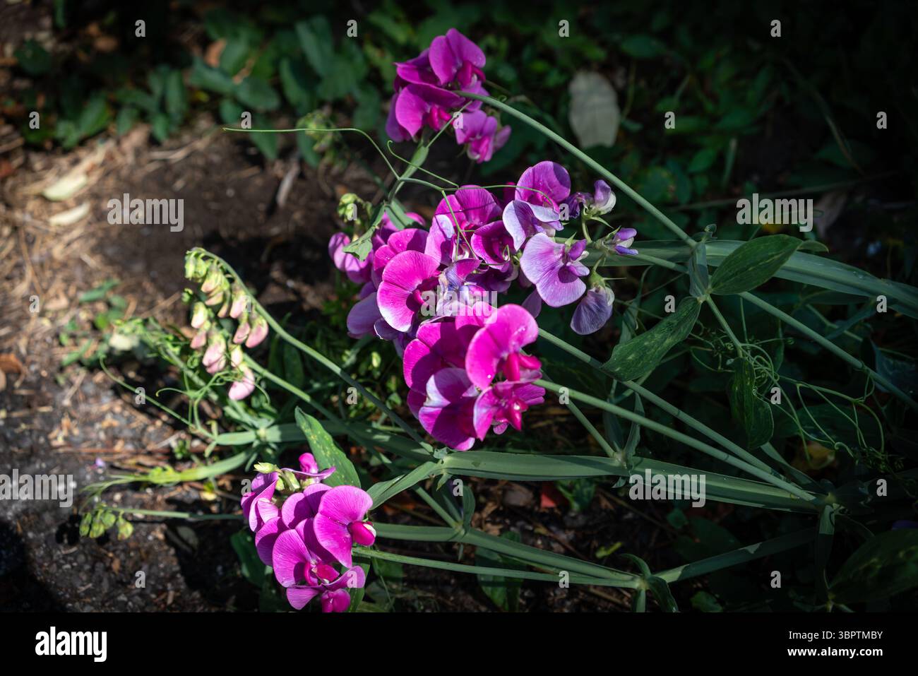 Fleurs roses de Lathyrus latifolius (pois éternels à feuilles larges, peavine vivace ou pois vivaces), poussant à l'état sauvage en Angleterre, Hampshire, Royaume-Uni Banque D'Images