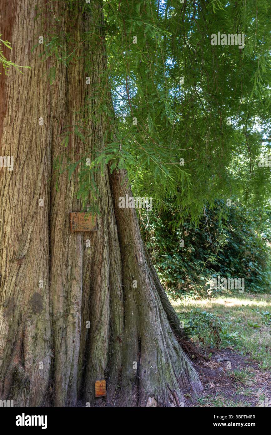 La base à contreforts typique du tronc d'un séquoia côtier (Sequoia sempervirens) qui pousse dans le sud de l'Angleterre, au Royaume-Uni, en Europe Banque D'Images