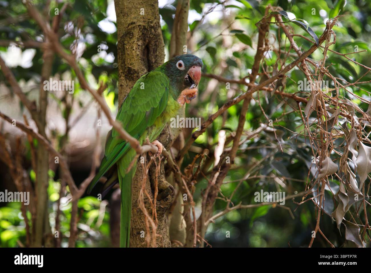 Un perroquet vert est assis sur un arbre. Amazon. Perroquet de montagne luxueux. Nature et oiseaux. Banque D'Images