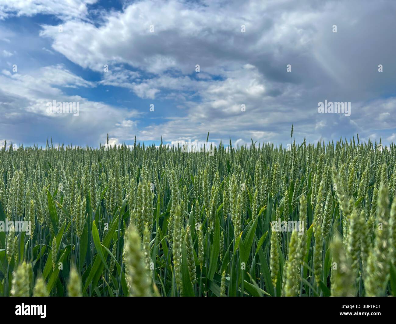 Des pointes de blé vert éclatantes dans un vaste champ sous un ciel nuageux dynamique. Capture l'essence de l'agriculture rurale et de la croissance naturelle au printemps ou tôt - Image de stock capturée avec un smartphone